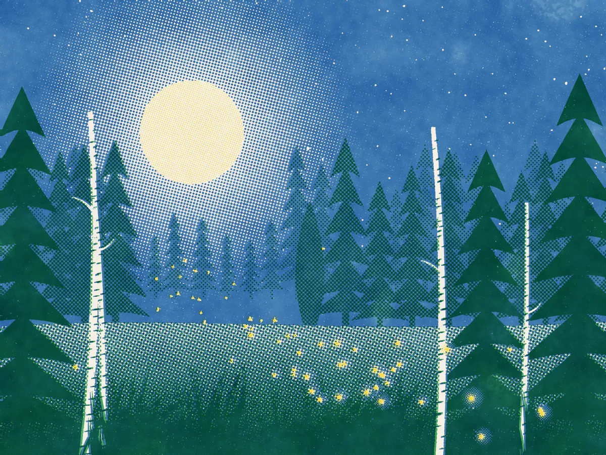 Illustration en risographie bleu, vert et jaune : une forêt de sapins la nuit, en plans de plus en plus sombres, sous une pleine lune pâle. Des troncs de bouleaux blancs encadrent une clairière où brille une traînée de lucioles jaunes.